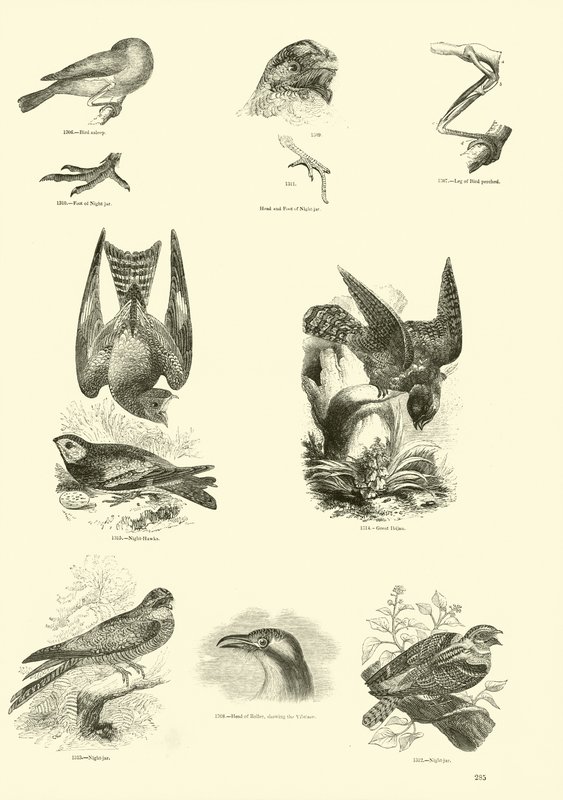 Página de El Museo Pictórico de la Naturaleza Animada de English School