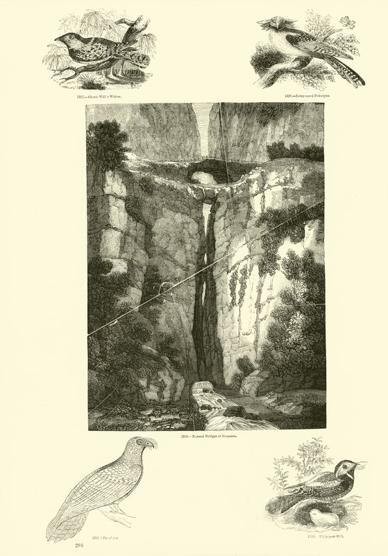 Página de El Museo Pictórico de la Naturaleza Animada de English School