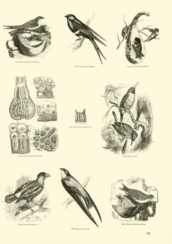 Página de El Museo Pictórico de la Naturaleza Animada de English School