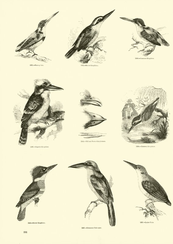 Página de El Museo Pictórico de la Naturaleza Animada de English School