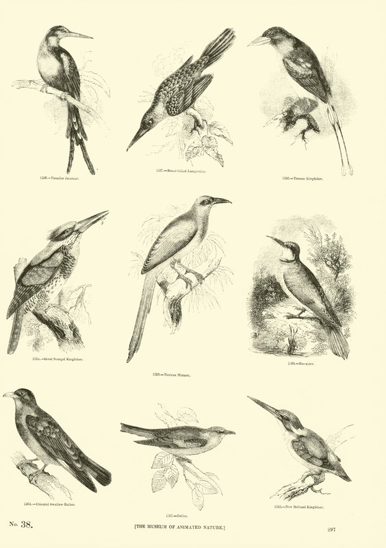 Página de El Museo Pictórico de la Naturaleza Animada de English School