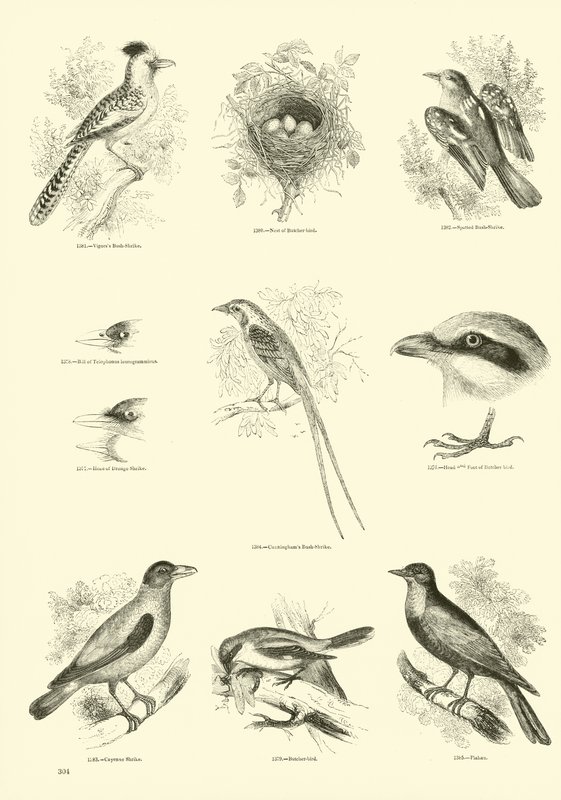 Página de El Museo Pictórico de la Naturaleza Animada de English School