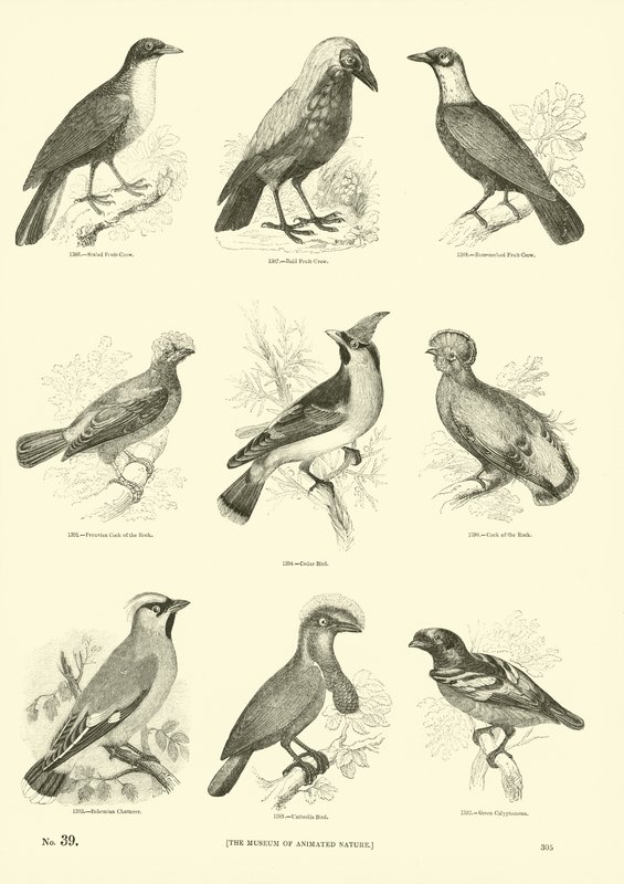 Página de El Museo Pictórico de la Naturaleza Animada de English School