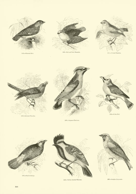 Página de El Museo Pictórico de la Naturaleza Animada de English School