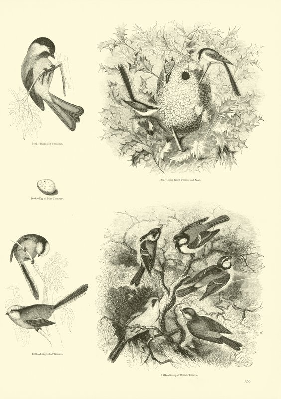 Página de El Museo Pictórico de la Naturaleza Animada de English School