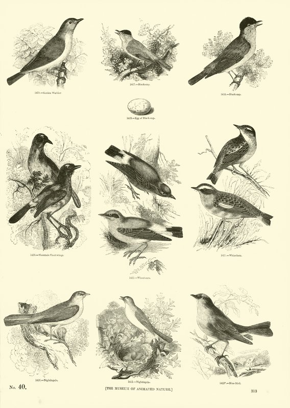 Página de El Museo Pictórico de la Naturaleza Animada de English School
