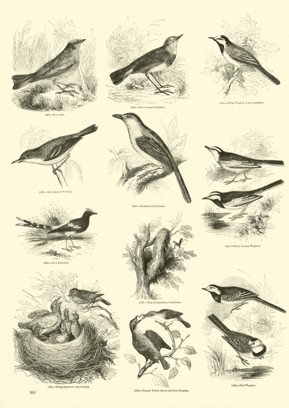 Página de El Museo Pictórico de la Naturaleza Animada de English School