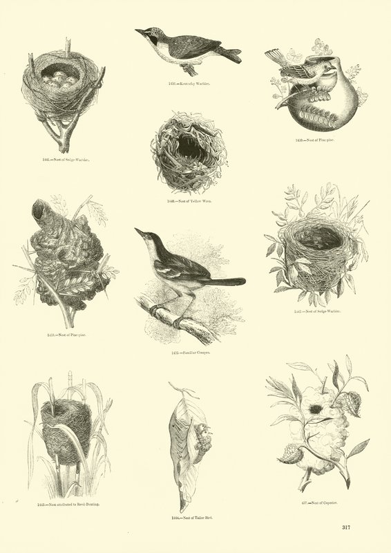 Página de El Museo Pictórico de la Naturaleza Animada de English School