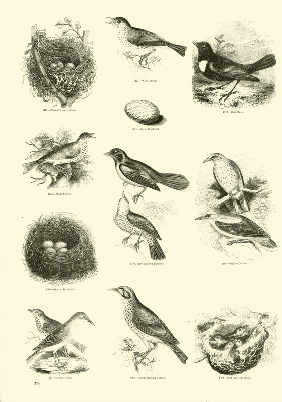 Página de El Museo Pictórico de la Naturaleza Animada de English School