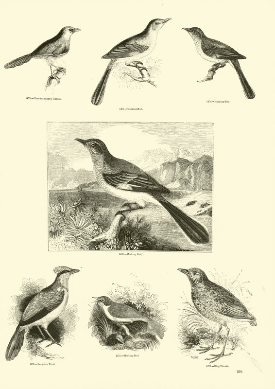 Página de El Museo Pictórico de la Naturaleza Animada de English School