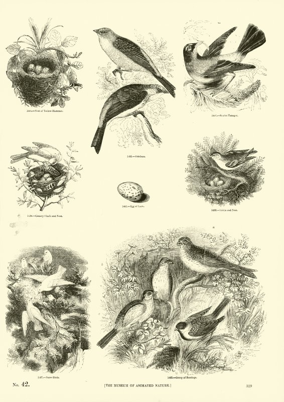 Página de El Museo Pictórico de la Naturaleza Animada de English School