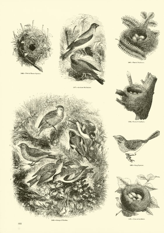 Página de El Museo Pictórico de la Naturaleza Animada de English School