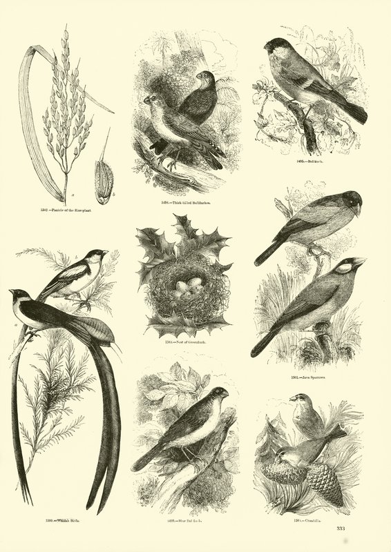 Página de El Museo Pictórico de la Naturaleza Animada de English School