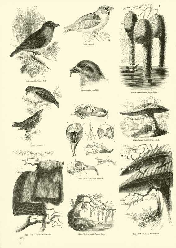 Página de El Museo Pictórico de la Naturaleza Animada de English School