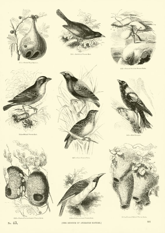 Página de El Museo Pictórico de la Naturaleza Animada de English School