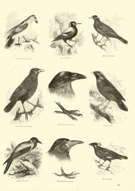 Página de El Museo Pictórico de la Naturaleza Animada de English School