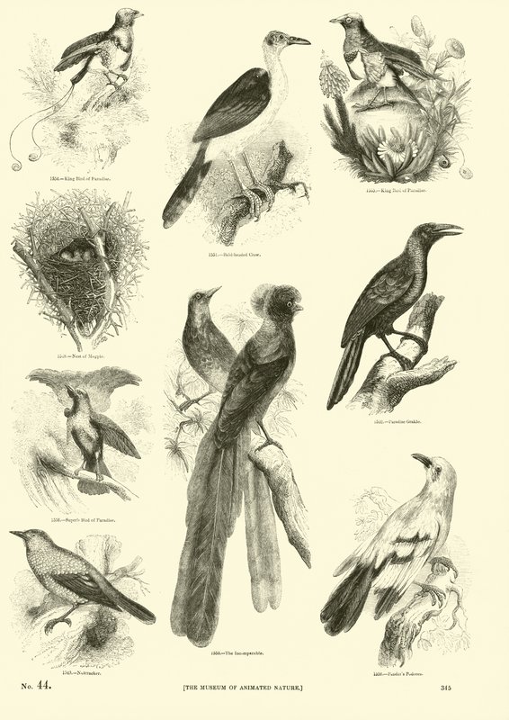 Página de El Museo Pictórico de la Naturaleza Animada de English School
