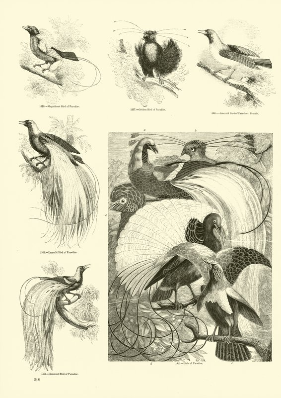 Página de El Museo Pictórico de la Naturaleza Animada de English School