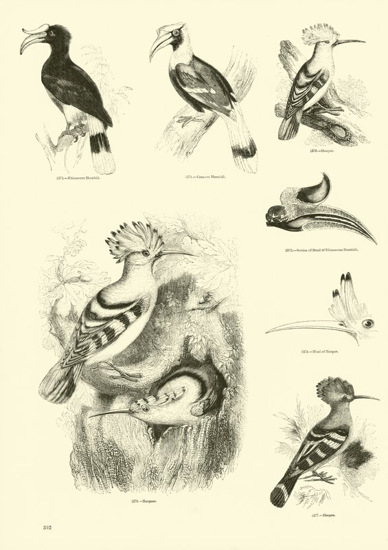 Página de El Museo Pictórico de la Naturaleza Animada de English School