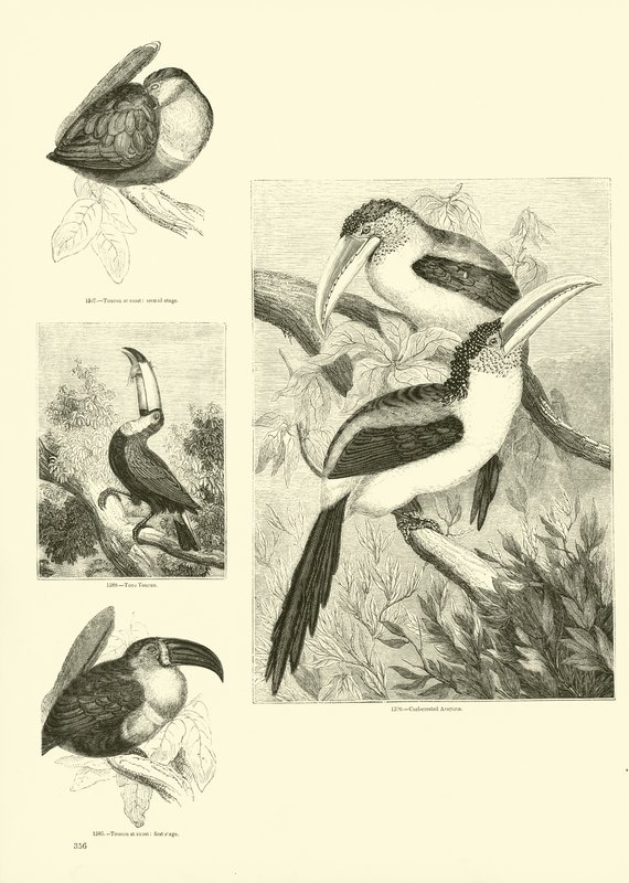 Página del Museo Pictórico de la Naturaleza Animada de English School