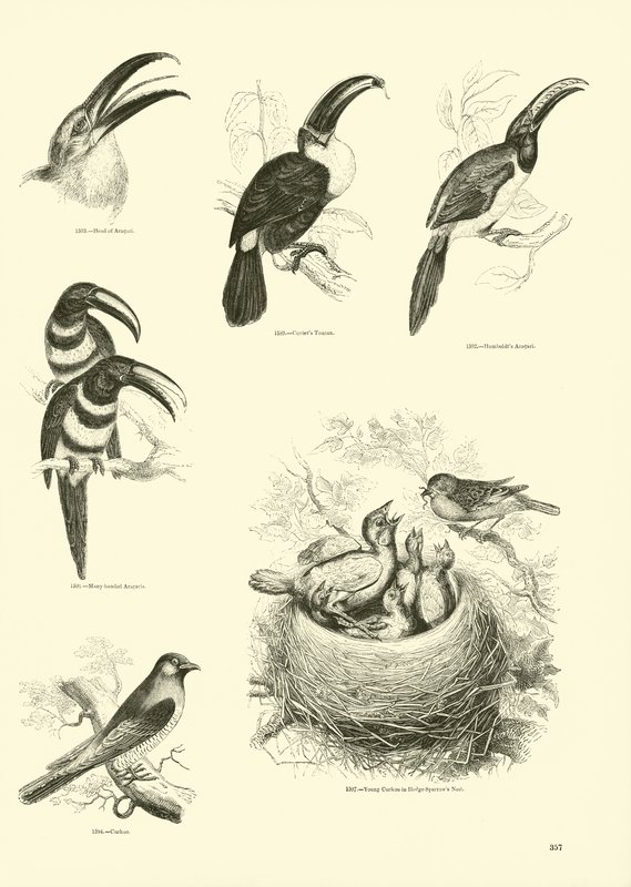 Página del Museo Pictórico de la Naturaleza Animada de English School