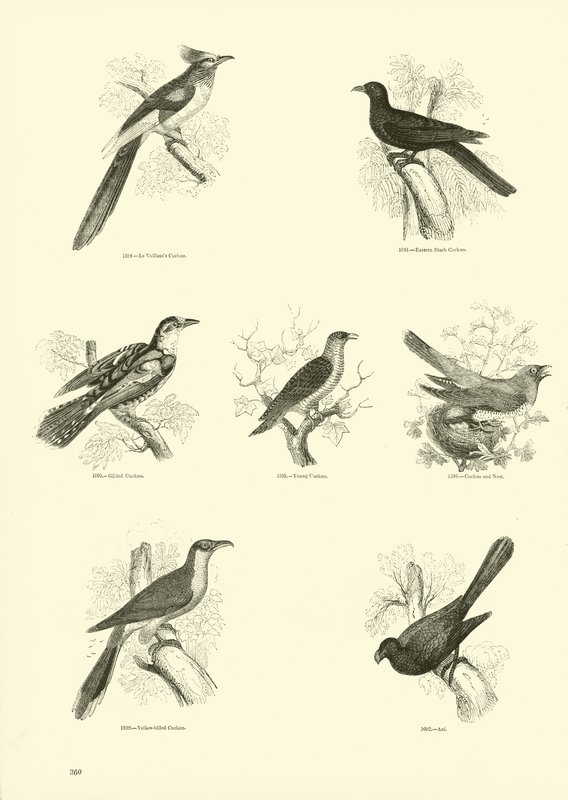 Página del Museo Pictórico de la Naturaleza Animada de English School
