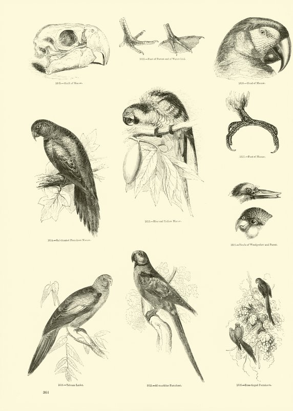 Página del Museo Pictórico de la Naturaleza Animada de English School