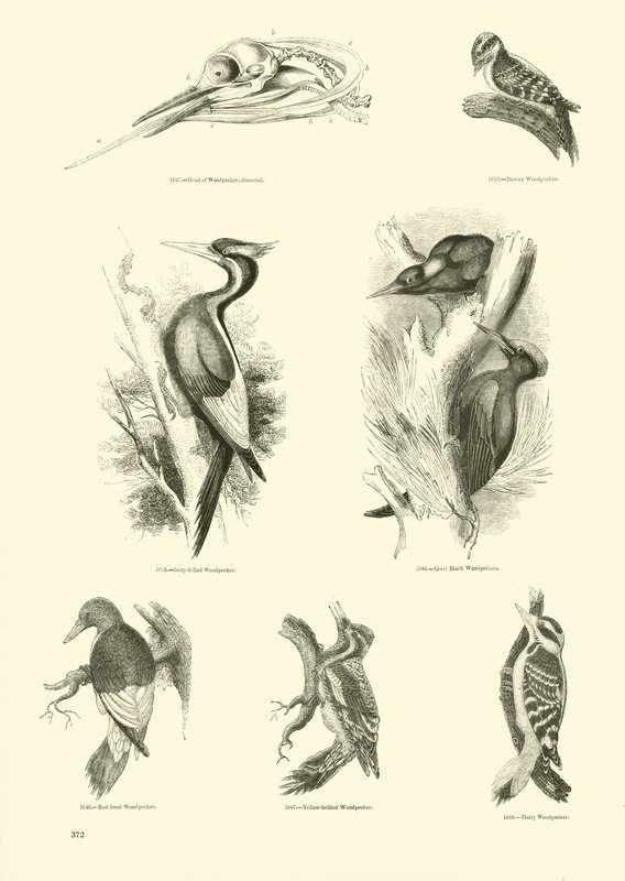 Página del Museo Pictórico de la Naturaleza Animada de English School