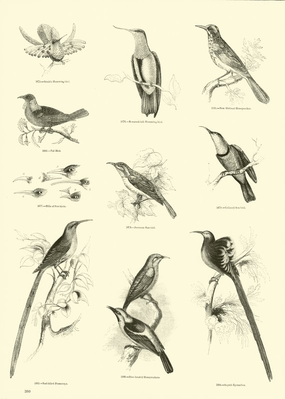 Página del Museo Pictórico de la Naturaleza Animada de English School
