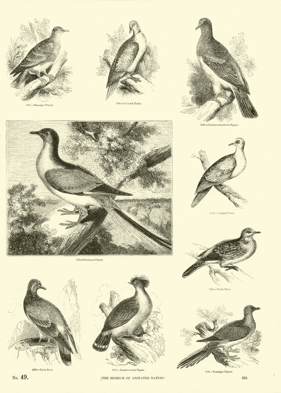 Página del Museo Pictórico de la Naturaleza Animada de English School