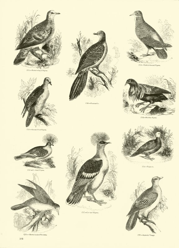 Página del Museo Pictórico de la Naturaleza Animada de English School