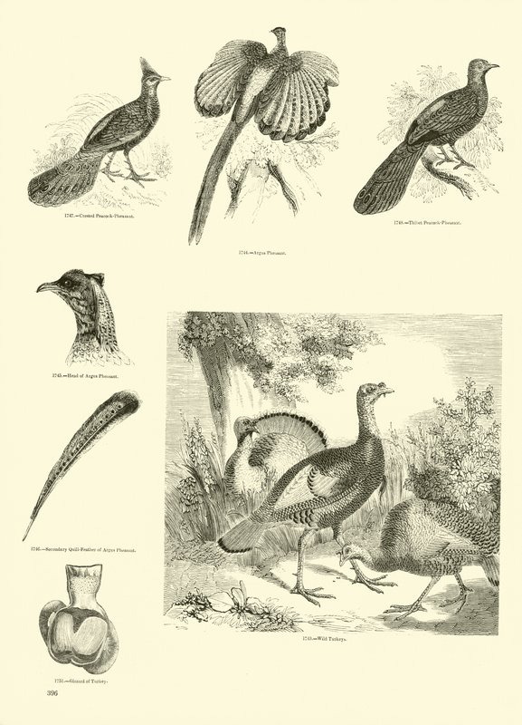 Página del Museo Pictórico de la Naturaleza Animada de English School