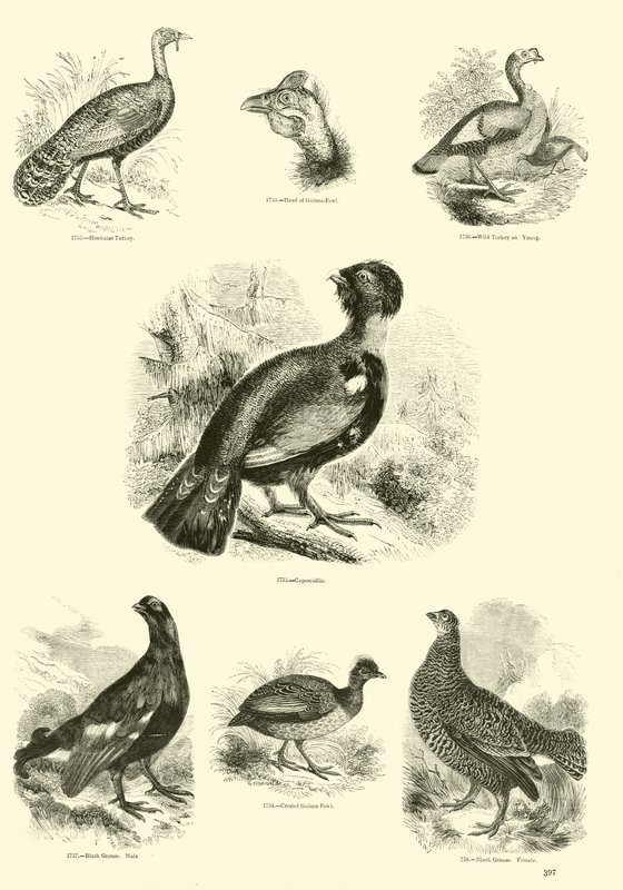 Página del Museo Pictórico de la Naturaleza Animada de English School
