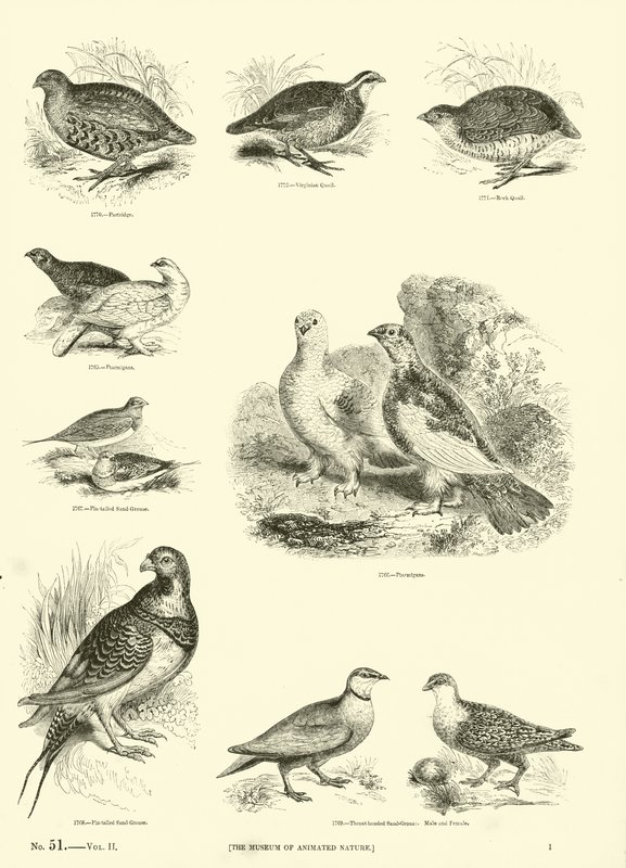 Página del Museo Pictórico de la Naturaleza Animada de English School