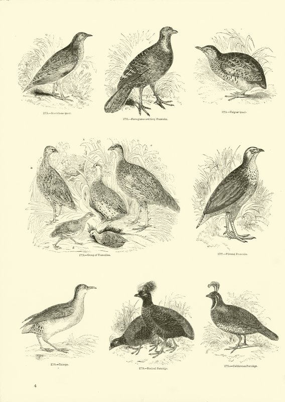 Página del Museo Pictórico de la Naturaleza Animada de English School