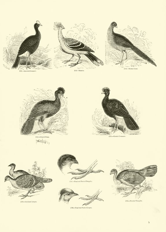 Página del Museo Pictórico de la Naturaleza Animada de English School