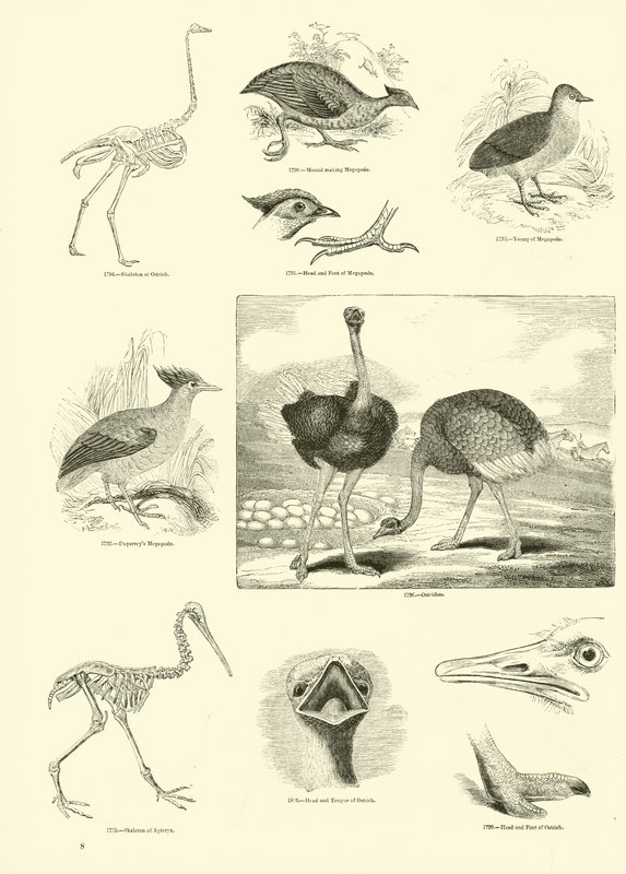 Página del Museo Pictórico de la Naturaleza Animada de English School