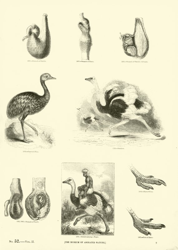 Página del Museo Pictórico de la Naturaleza Animada de English School