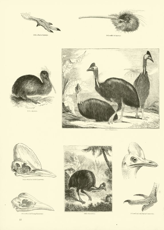 Página del Museo Pictórico de la Naturaleza Animada de English School