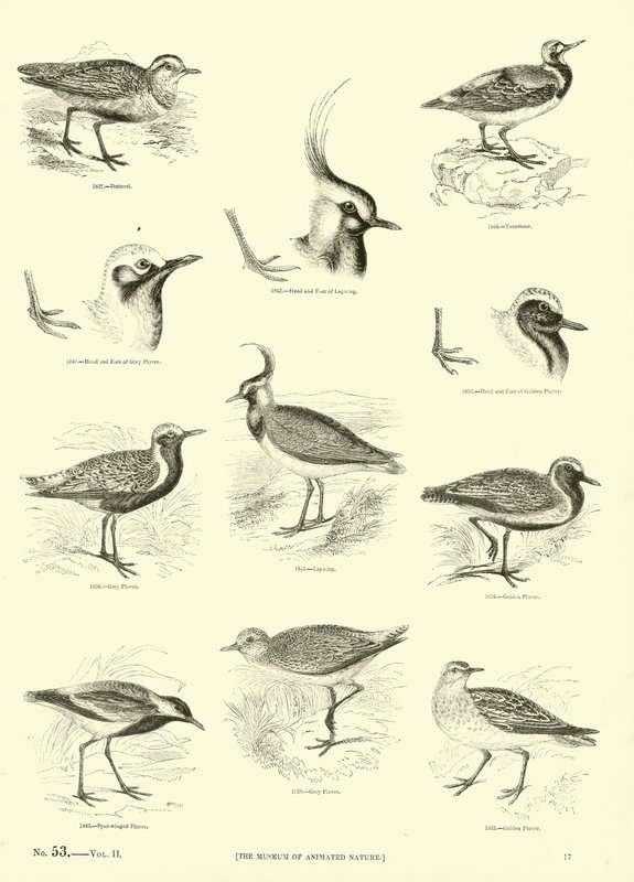 Página del Museo Pictórico de la Naturaleza Animada de English School