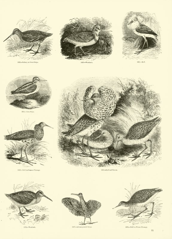 Página del Museo Pictórico de la Naturaleza Animada de English School