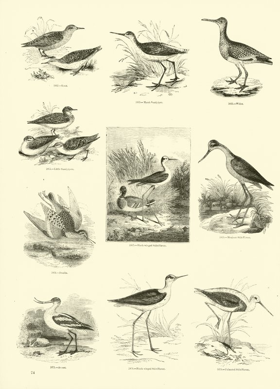 Página del Museo Pictórico de la Naturaleza Animada de English School