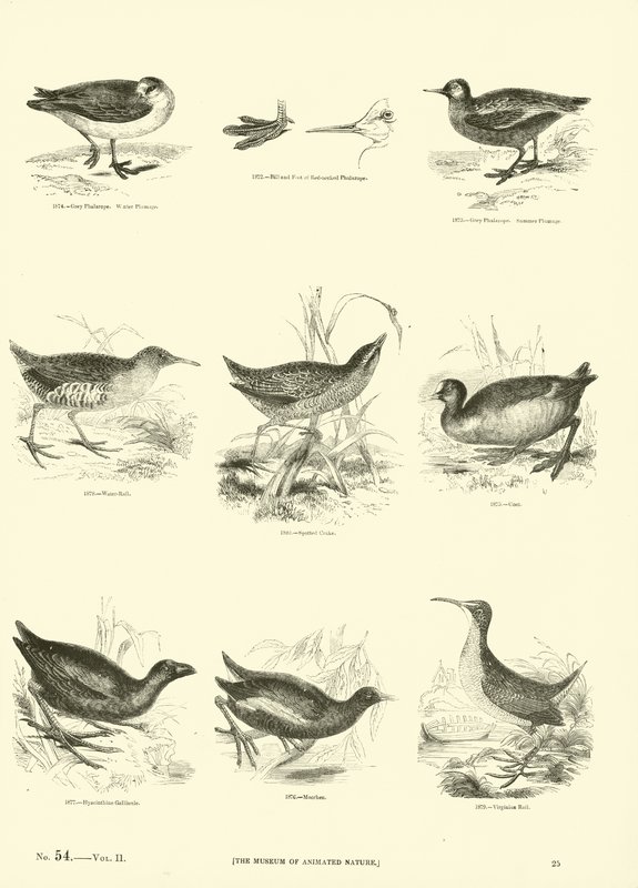 Página del Museo Pictórico de la Naturaleza Animada de English School