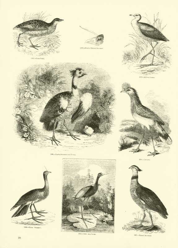 Página del Museo Pictórico de la Naturaleza Animada de English School