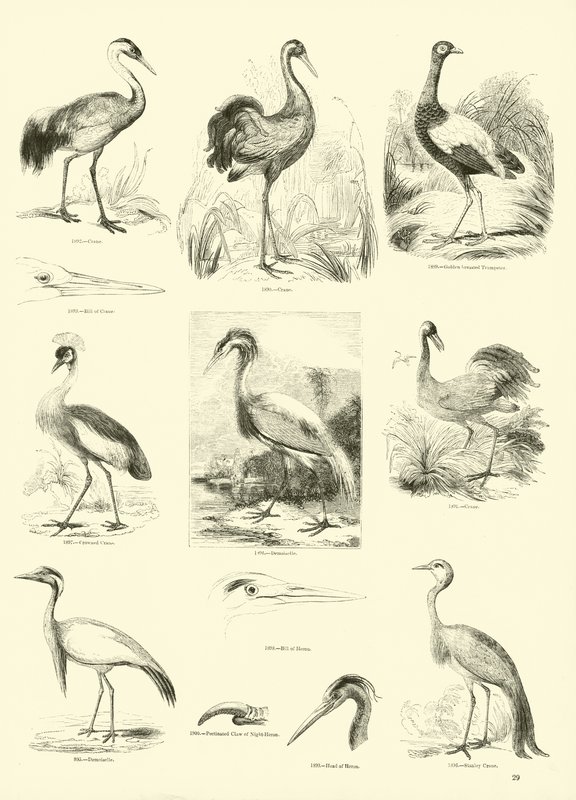 Página del Museo Pictórico de la Naturaleza Animada de English School