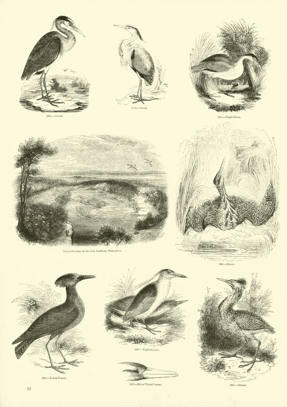 Página del Museo Pictórico de la Naturaleza Animada de English School