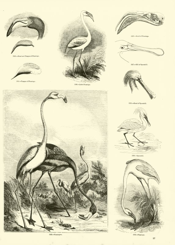 Página del Museo Pictórico de la Naturaleza Animada de English School