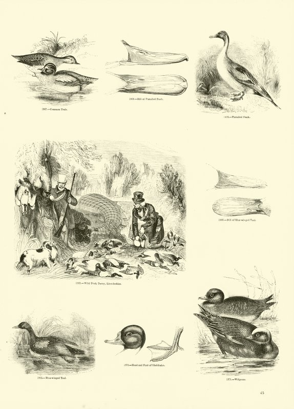 Página del Museo Pictórico de la Naturaleza Animada de English School