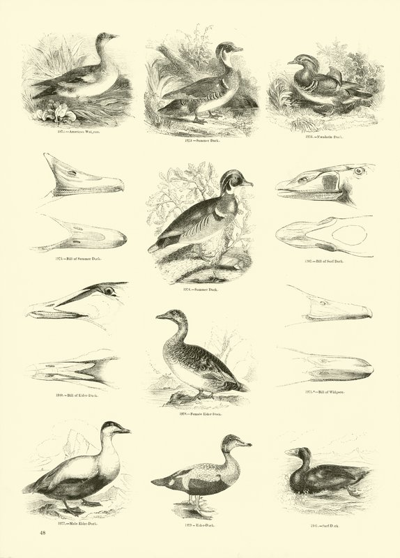 Página del Museo Pictórico de la Naturaleza Animada de English School