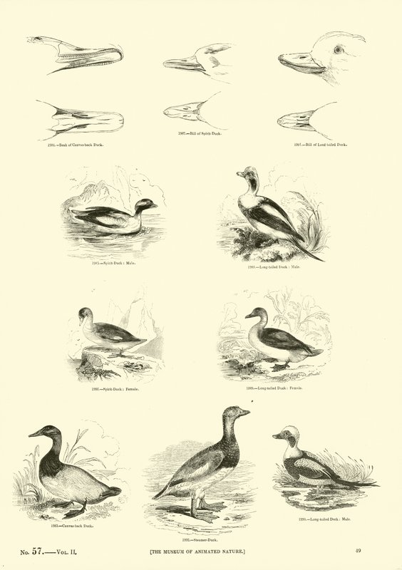 Página del Museo Pictórico de la Naturaleza Animada de English School